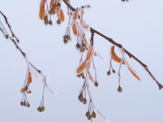 Image of the Month December 2012