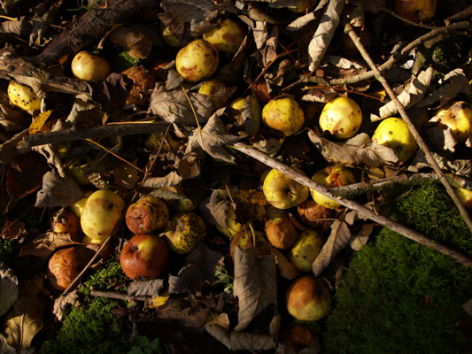 Image of the Month November 2012