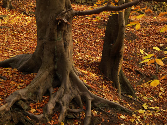 Image of the Month October 2012