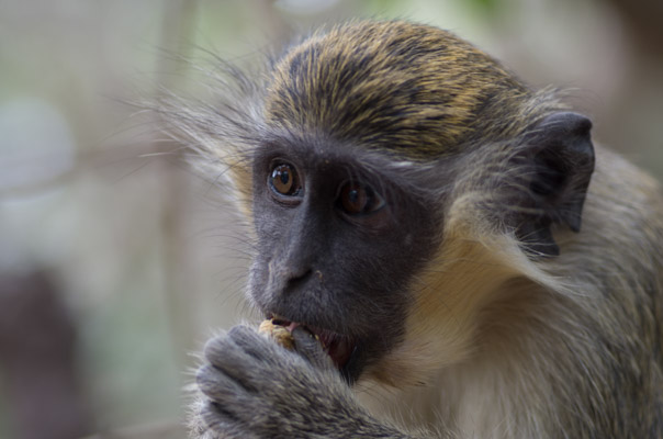 Image of the Month January 2014