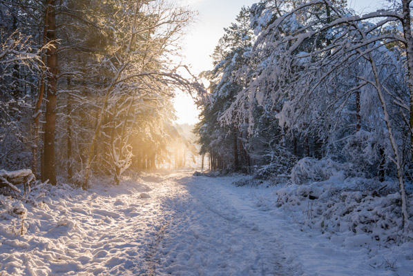 Image of the Month December 2016