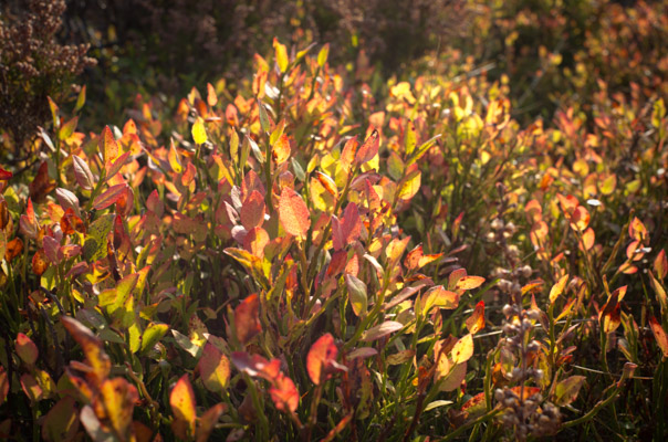 Image of the Month October 2016
