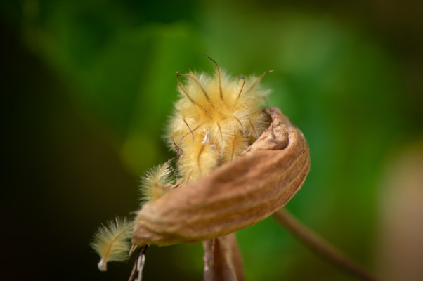 Image of the Month April 2019