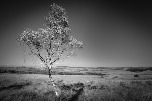 Image of the Month August 2020