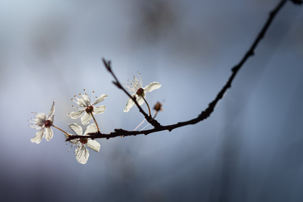 Image of the Month April 2022