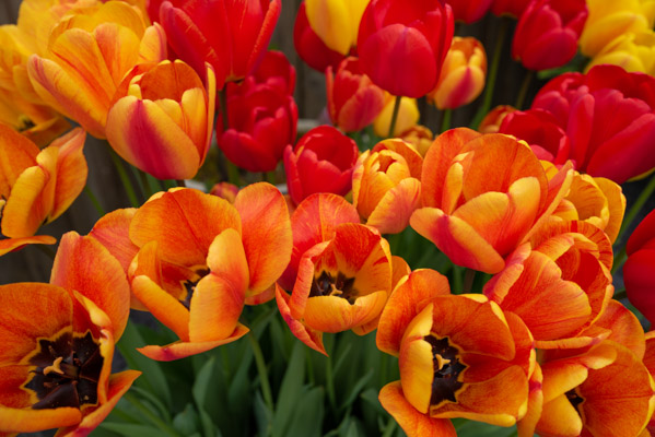 Image of the Month May 2023