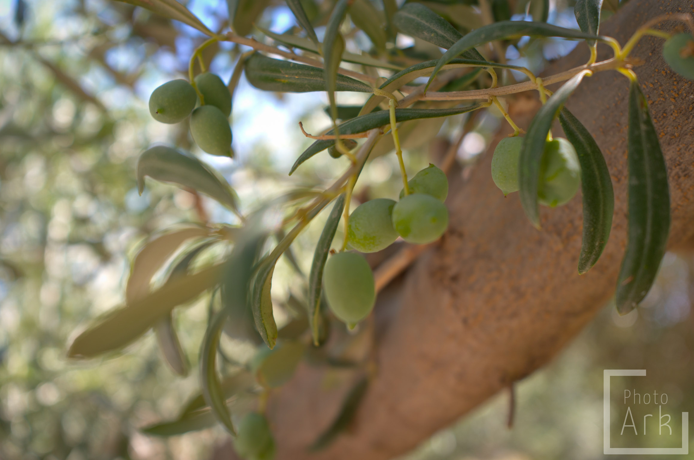 Crete Olives