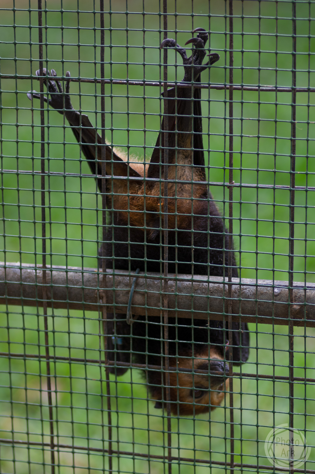 Casela Nature Park