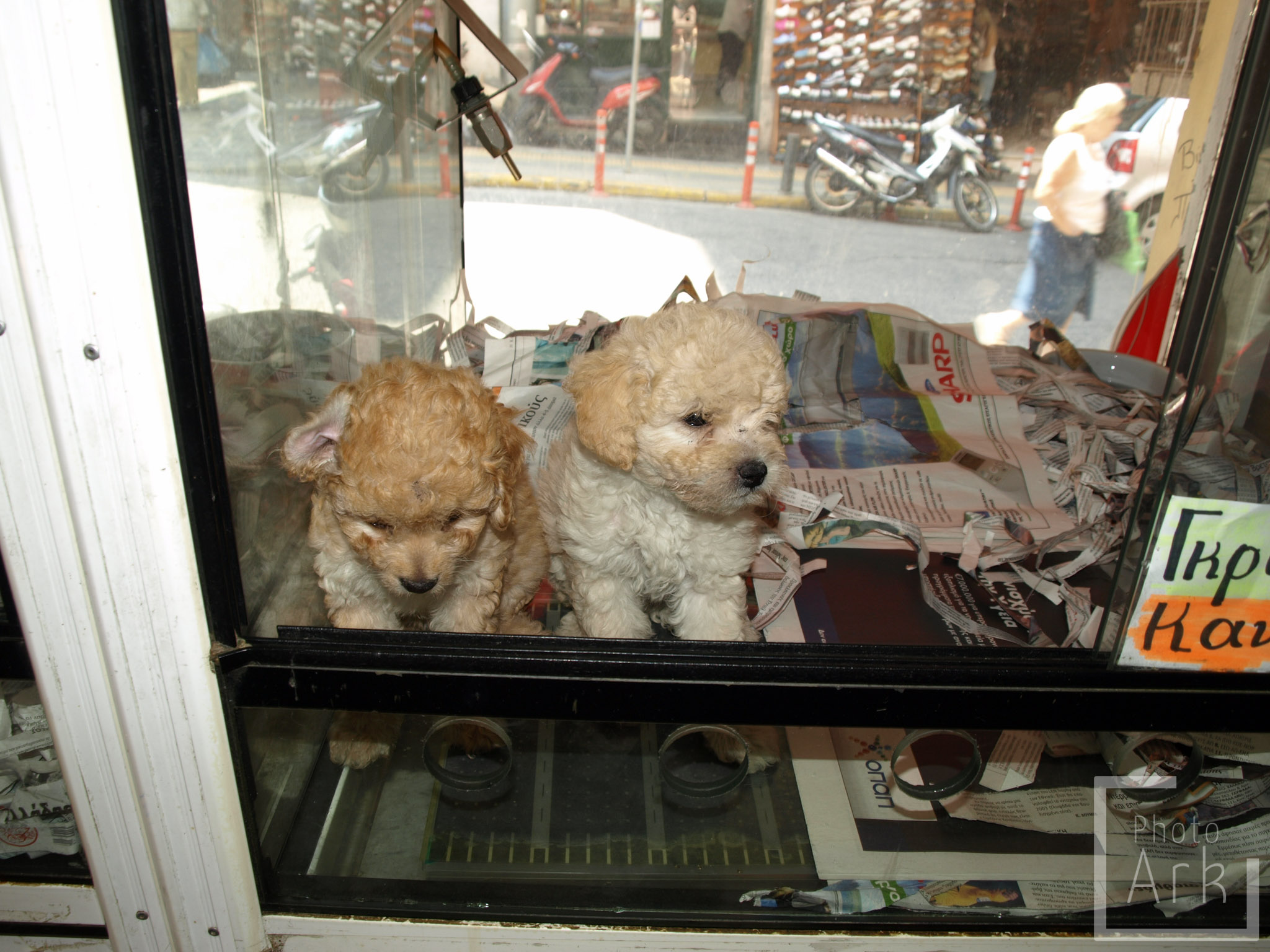 Eastern Aegean Islands Pups for Sale