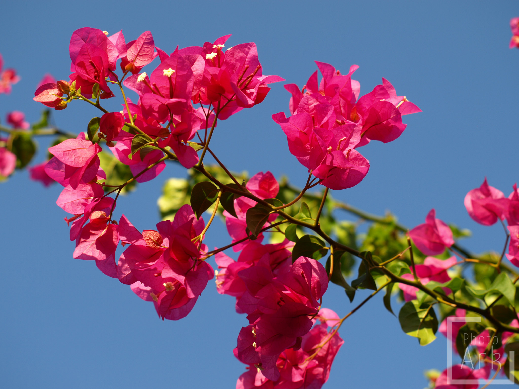 Eastern Aegean Islands Bougainvillea