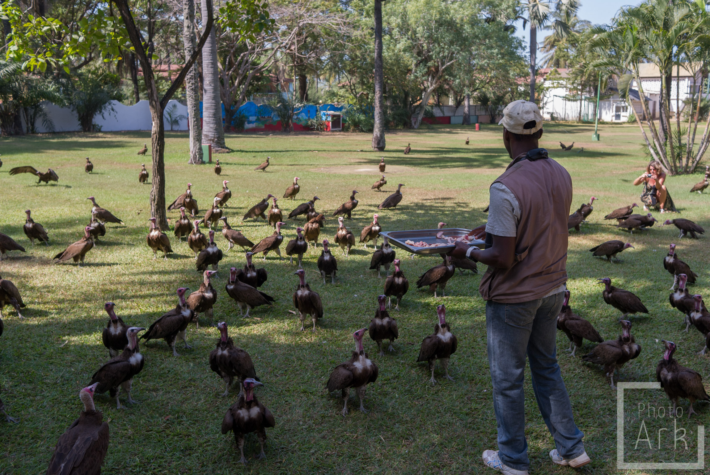 The Gambia Vultures