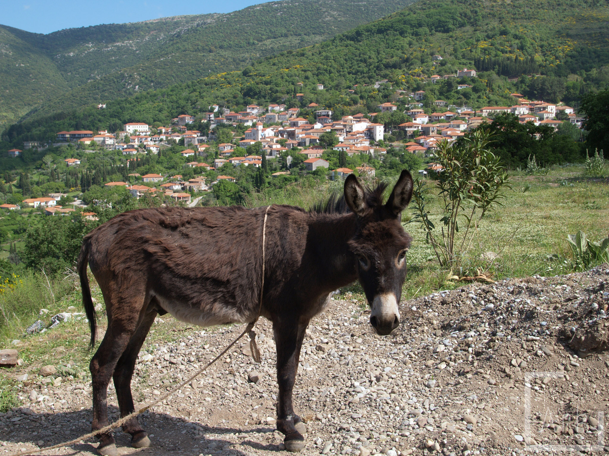 Peloponnese Road Trip Andritsaina