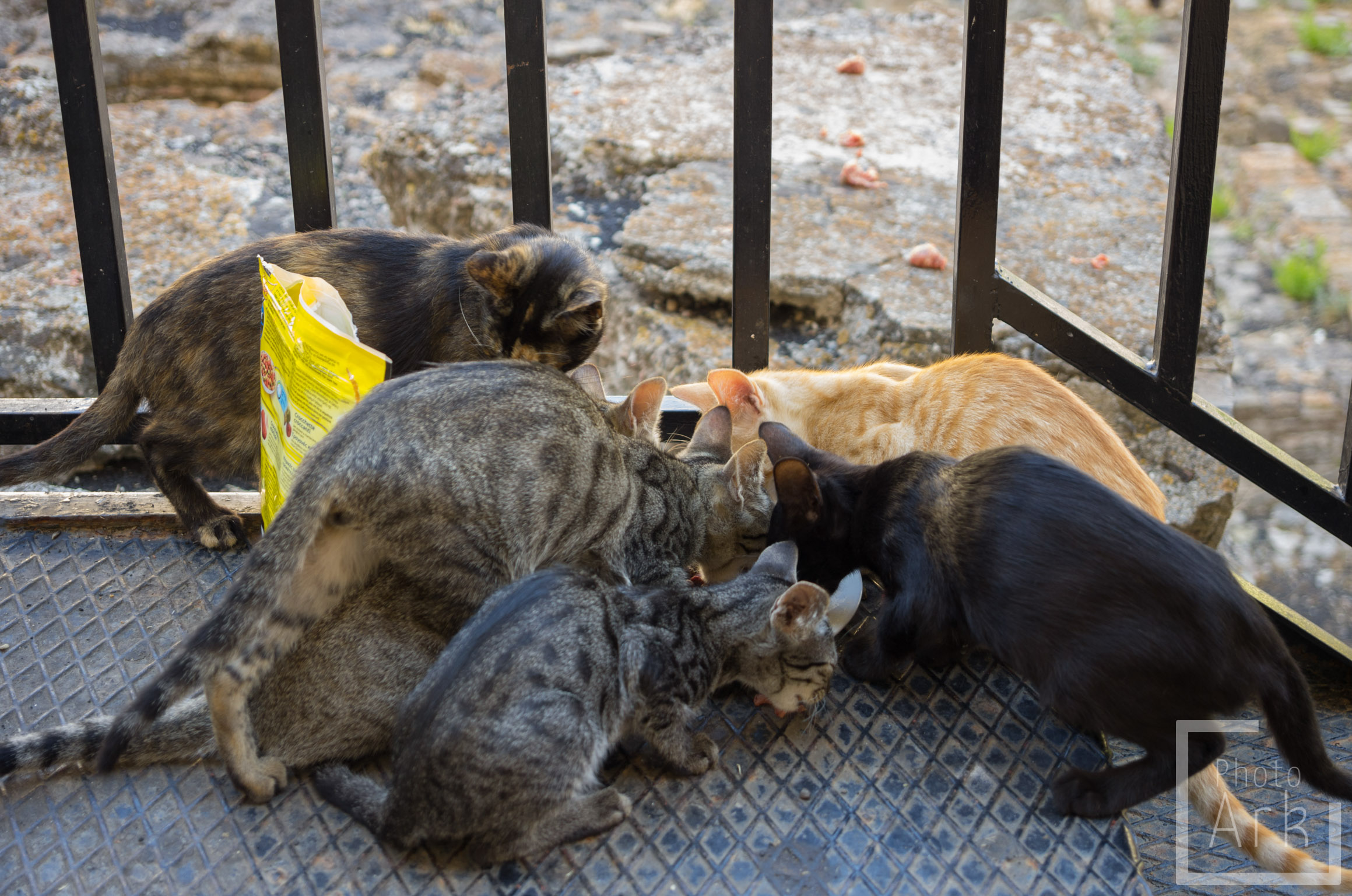 Sicily Tav Cat
